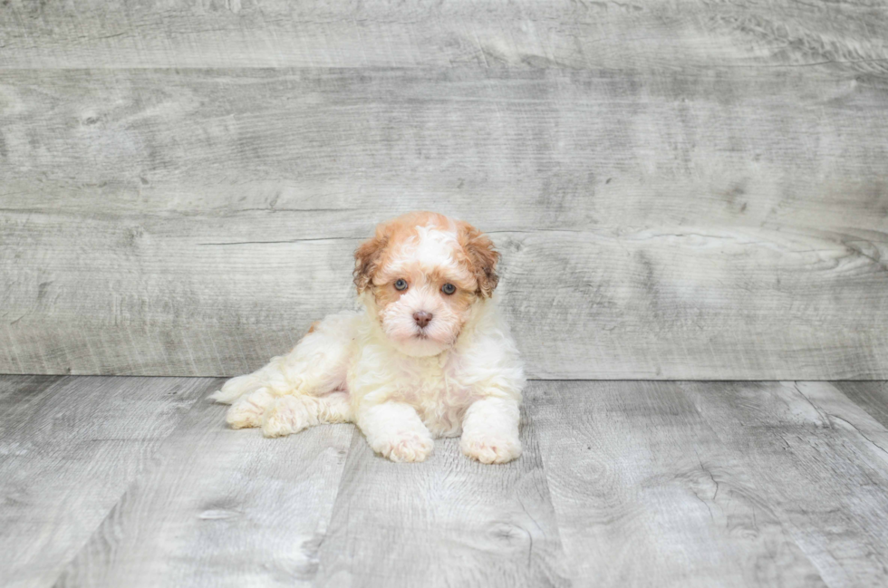 Smart Havanese Purebred Puppy