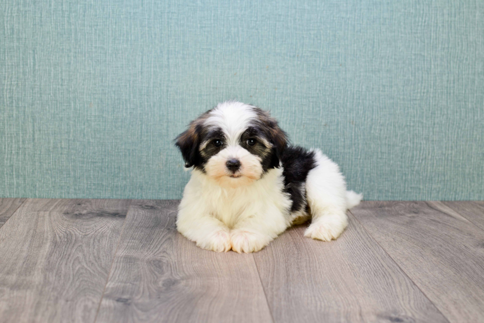 Friendly Havanese Purebred Pup