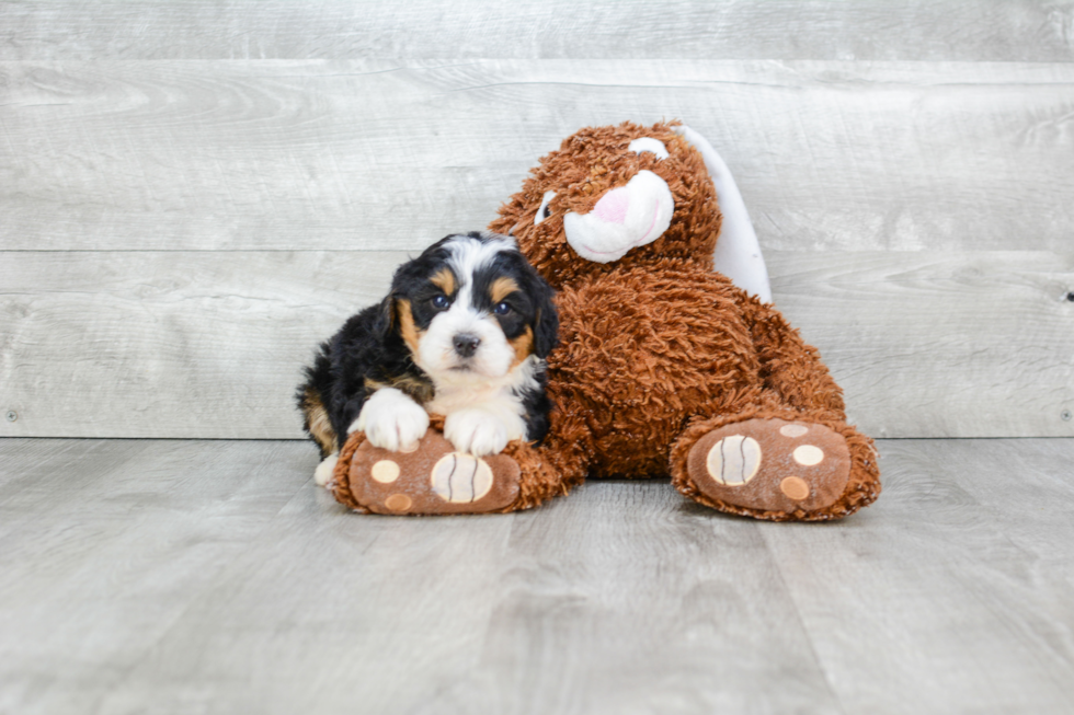 Popular Mini Bernedoodle Poodle Mix Pup