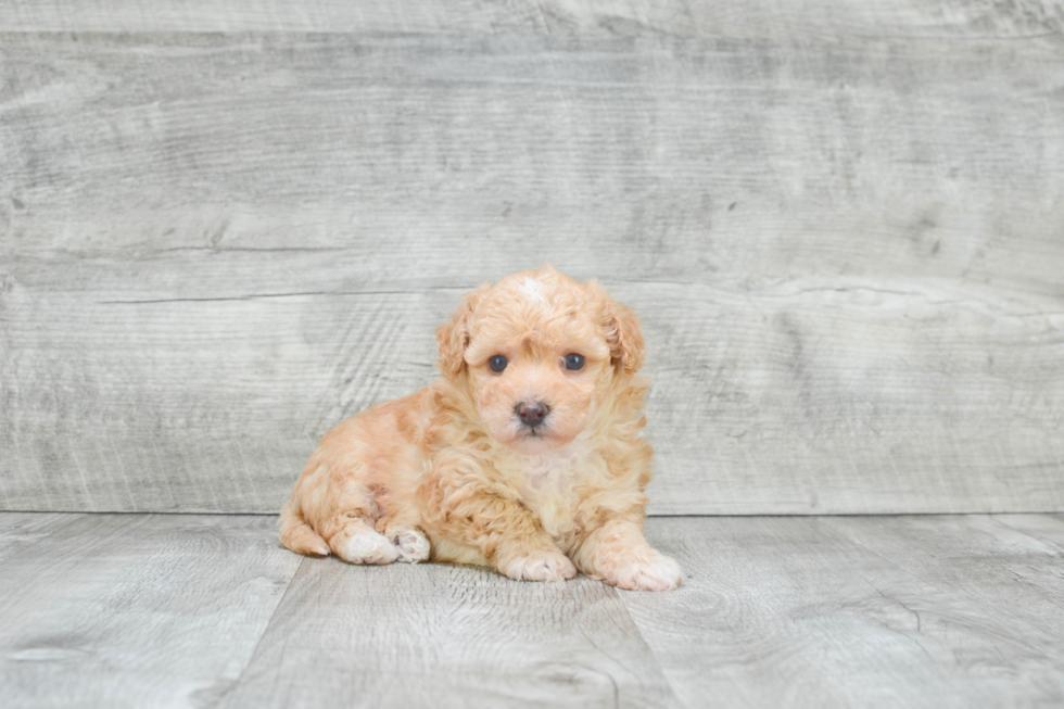 Smart Maltipoo Poodle Mix Pup