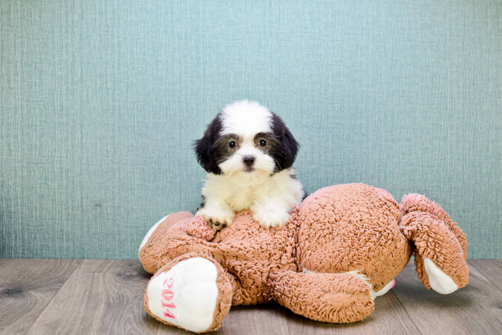 Teddy Bear Puppy for Adoption