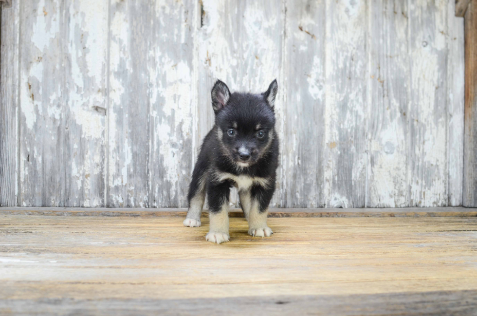 Pomsky Puppy for Adoption