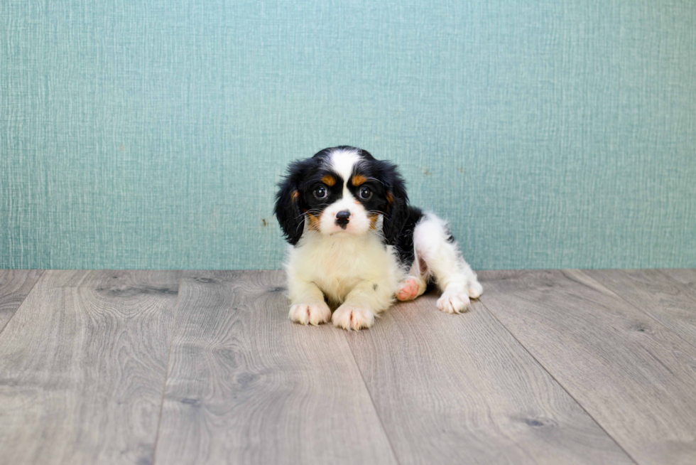 Best Cavalier King Charles Spaniel Baby