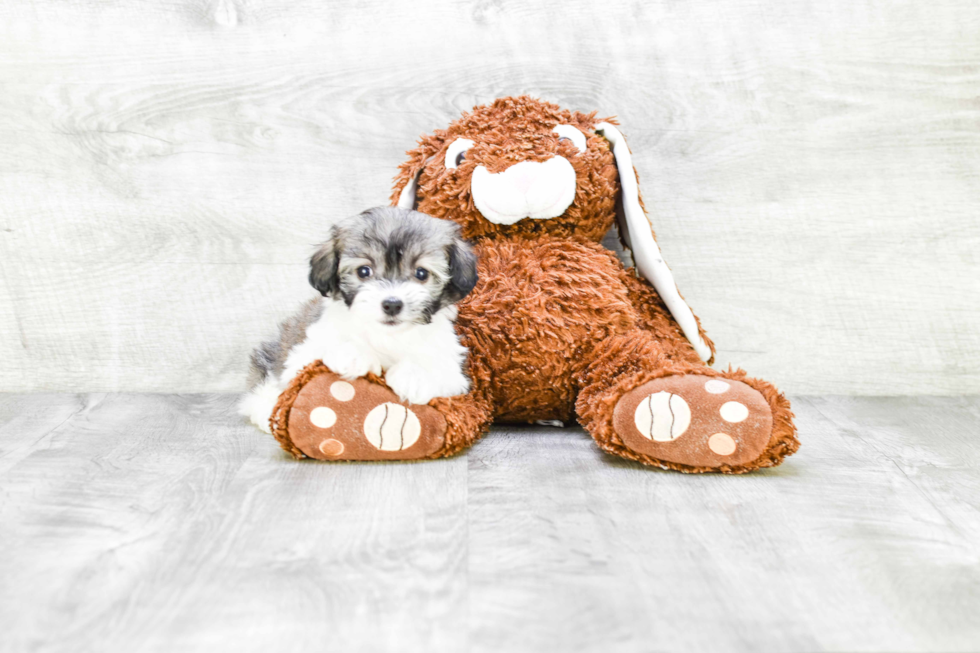 Best Havanese Baby