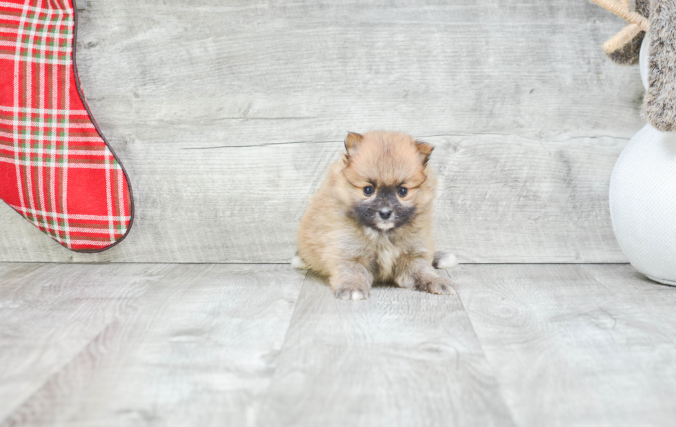 Pomeranian Puppy for Adoption