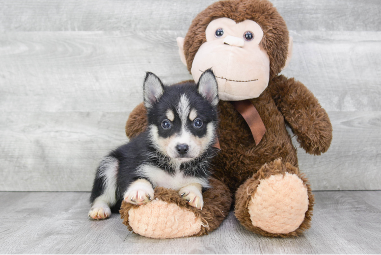 Smart Pomsky Designer Pup