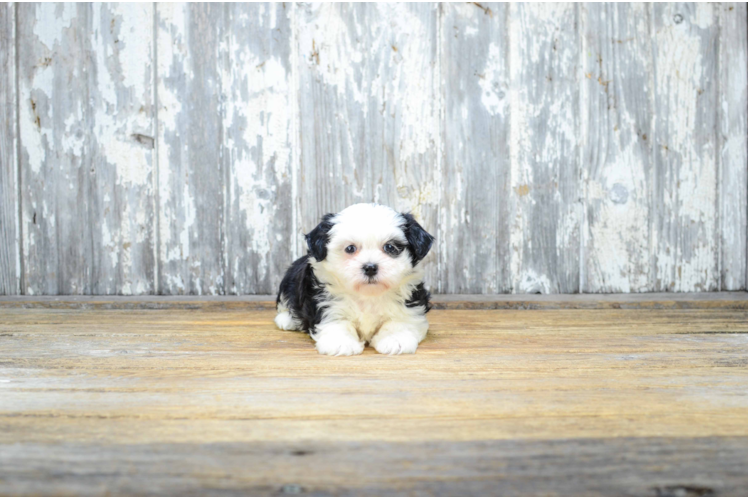 Teddy Bear Pup Being Cute