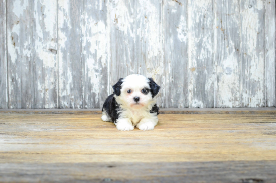 Teddy Bear Pup Being Cute