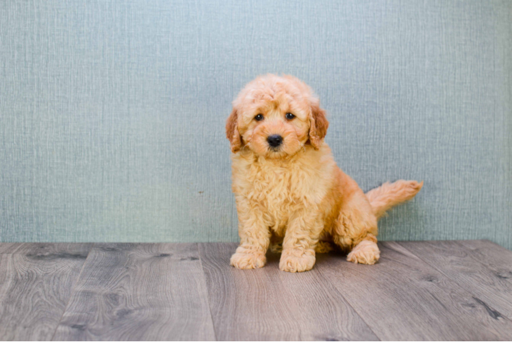 Adorable Golden Retriever Poodle Mix Puppy