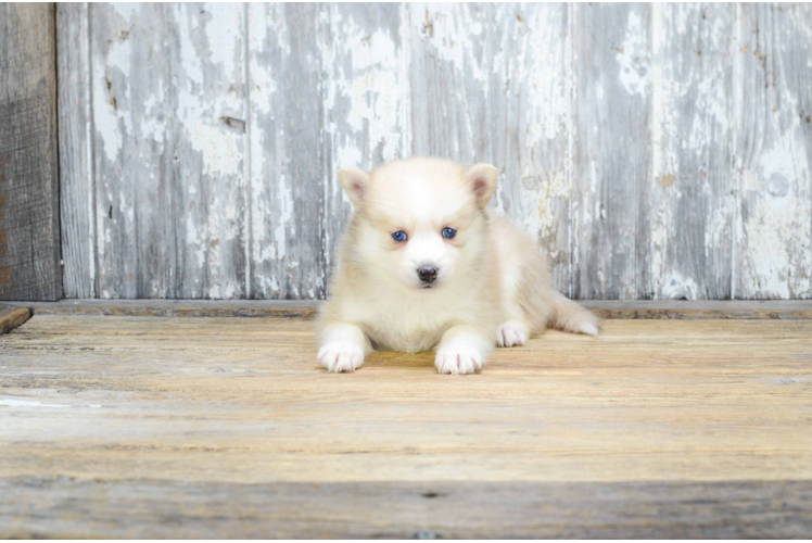 Happy Pomsky Baby