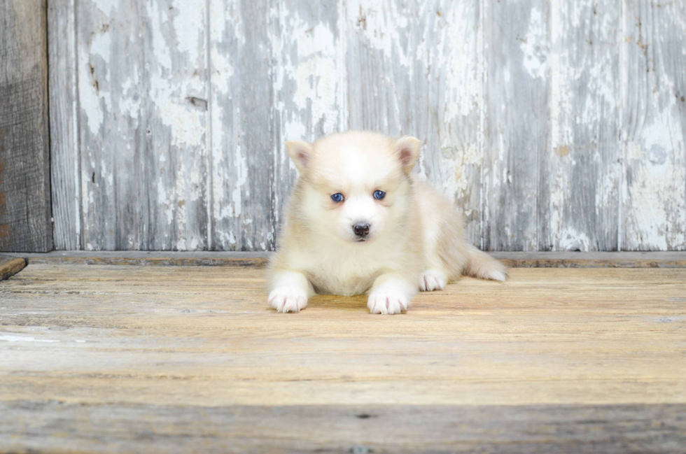 Happy Pomsky Baby