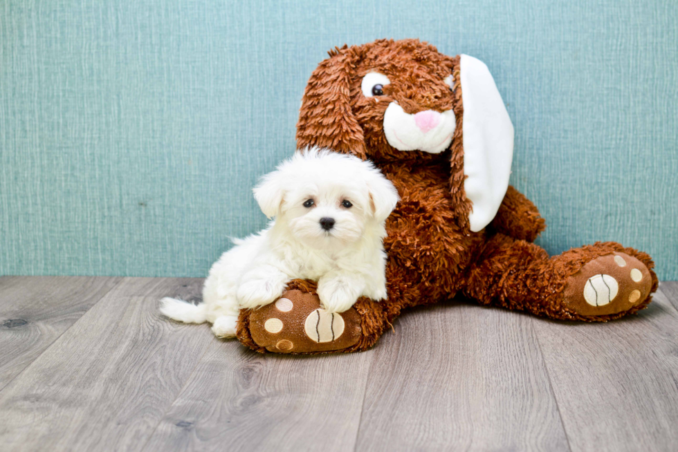 Happy Maltese Purebred Puppy