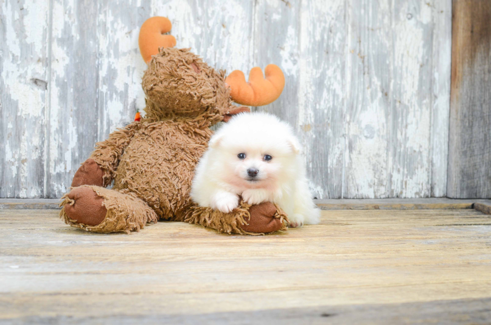 Pomeranian Pup Being Cute