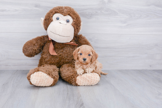 Friendly Cavapoo Baby