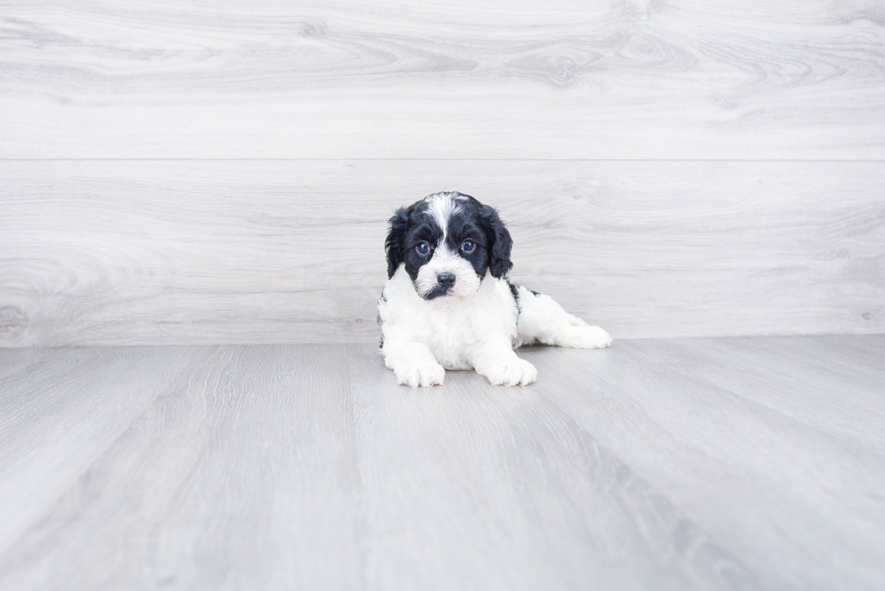 Popular Cavapoo Poodle Mix Pup