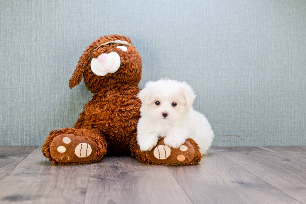 Cute Maltese Purebred Puppy