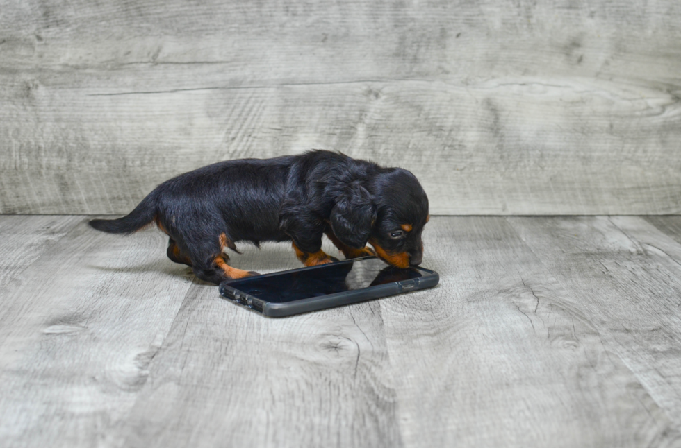 Cute Dachshund Purebred Pup