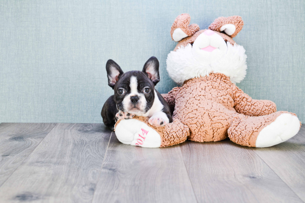 Little French Bulldog Purebred Pup