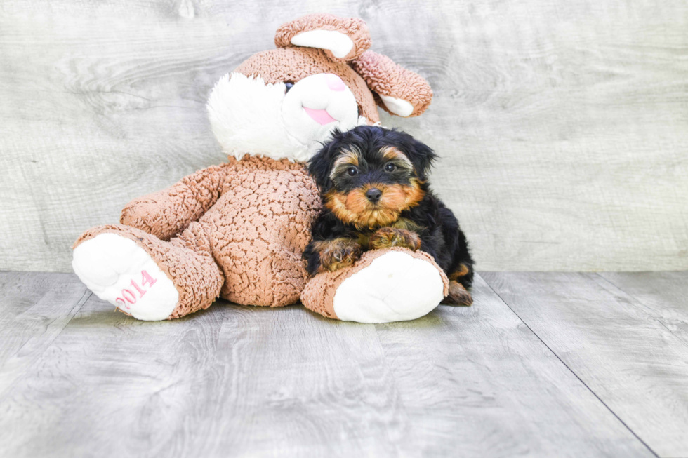 Meet Roscoe - our Yorkshire Terrier Puppy Photo 