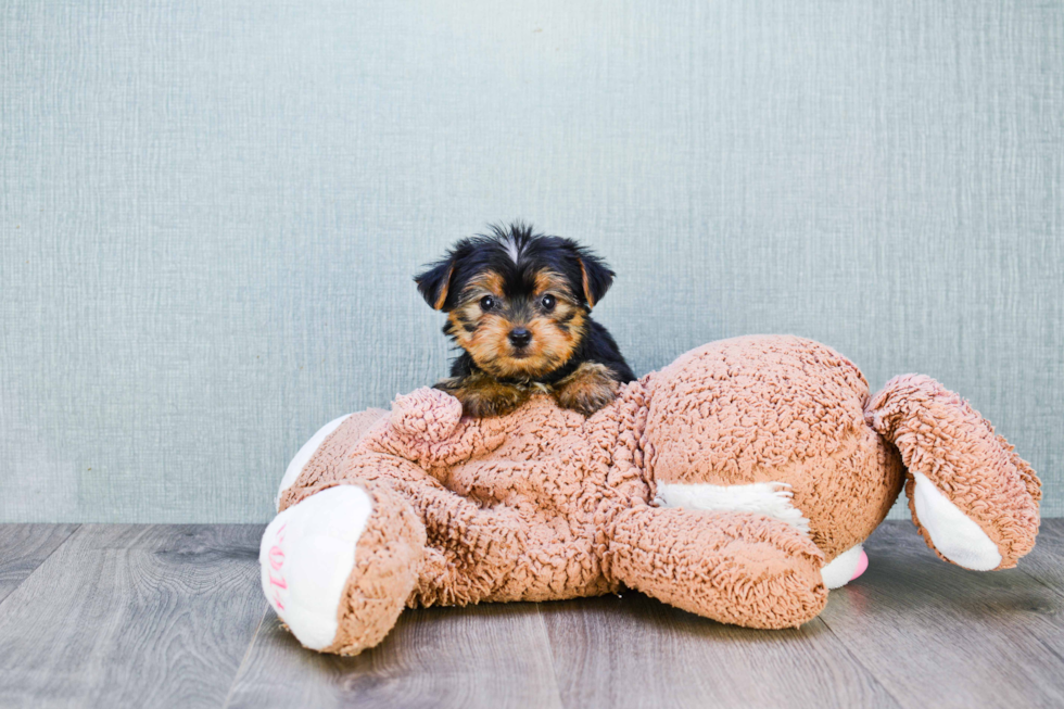 Meet Joey - our Yorkshire Terrier Puppy Photo 