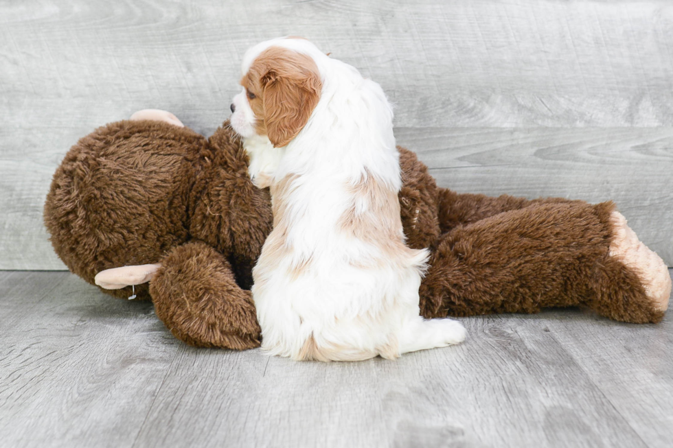 Playful Cavalier King Charles Spaniel Purebred Pup