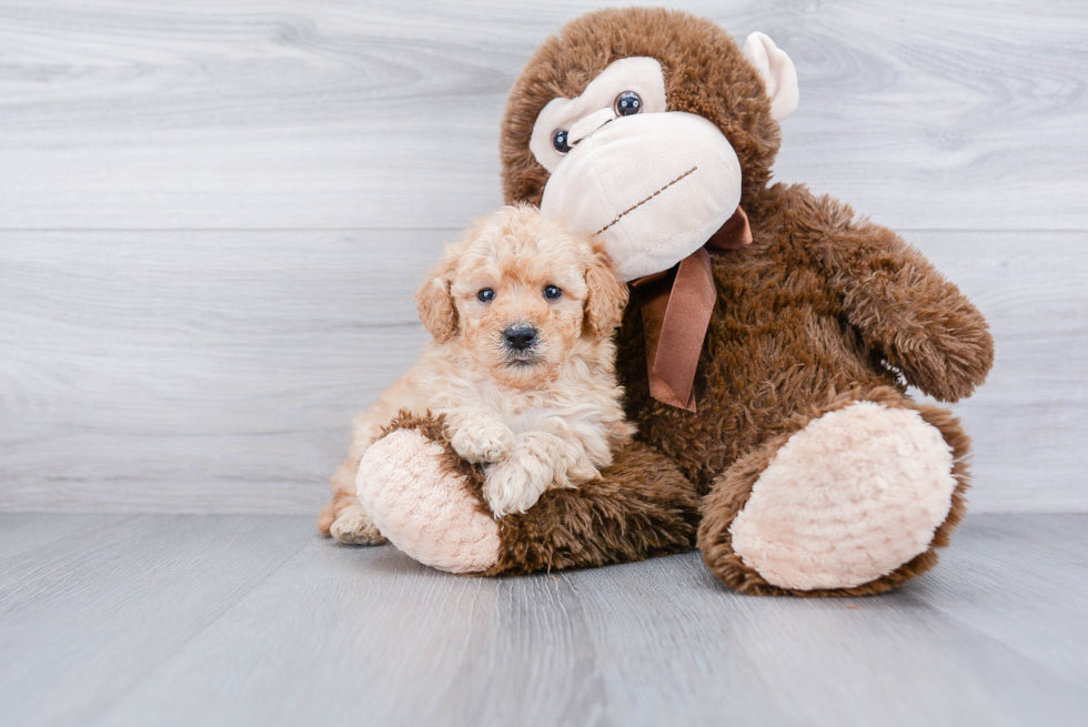 Mini Goldendoodle Puppy for Adoption