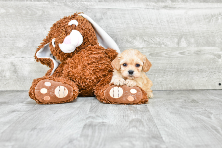 Popular Cavachon Designer Pup