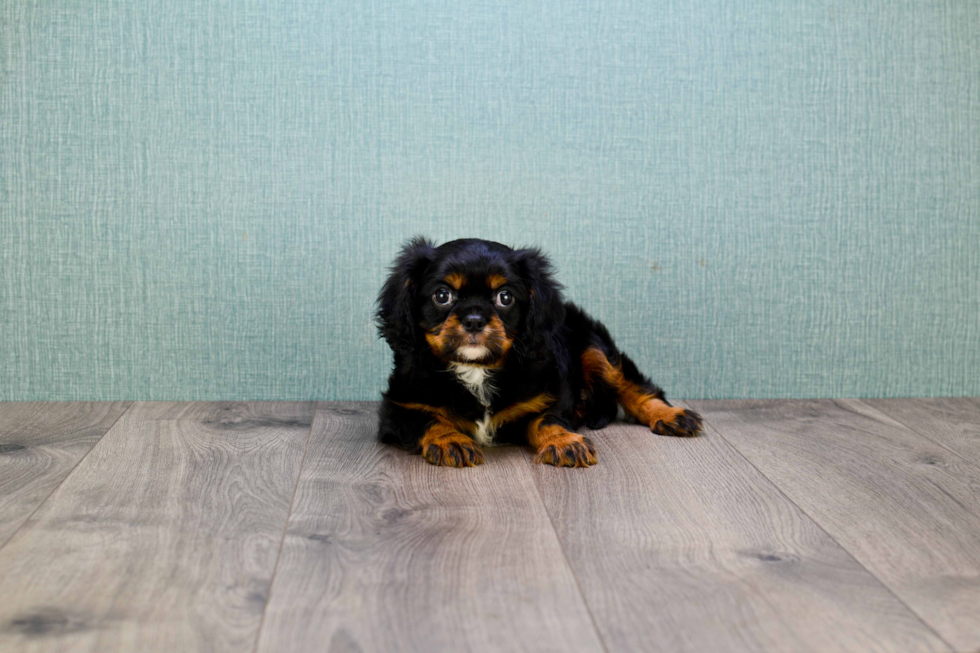 Funny Cavalier King Charles Spaniel Purebred Pup