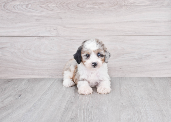 Mini Aussiedoodle Pup Being Cute