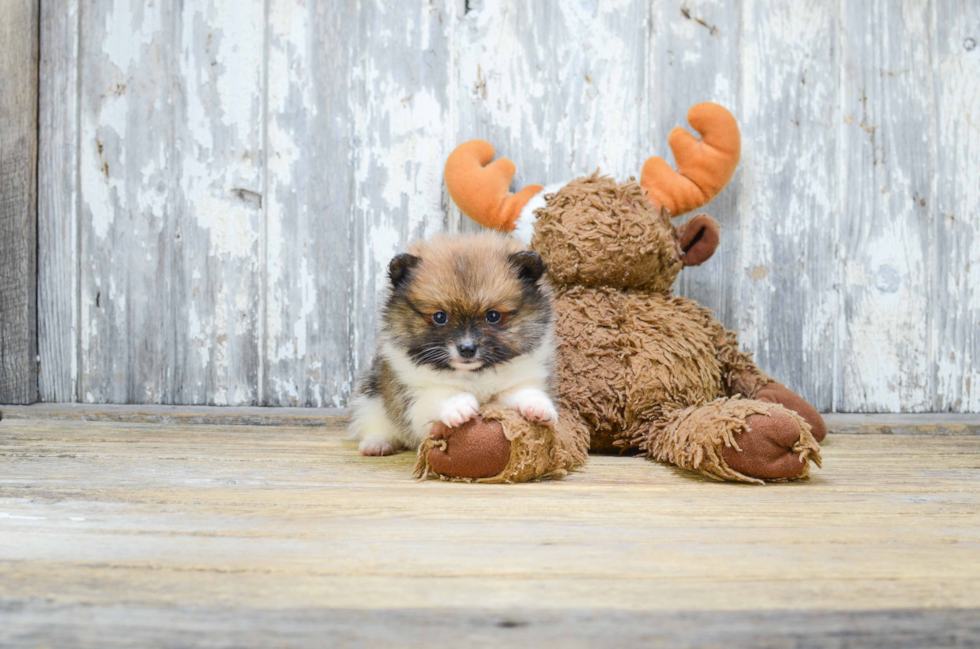 Playful Pomeranian Purebred Pup