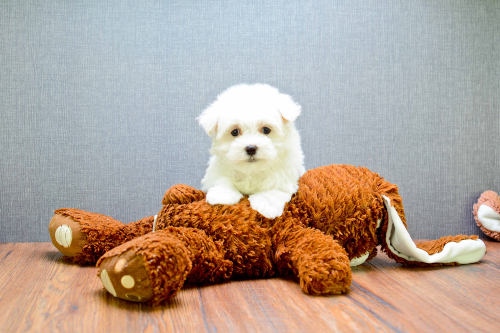 Akc Registered Maltese Baby