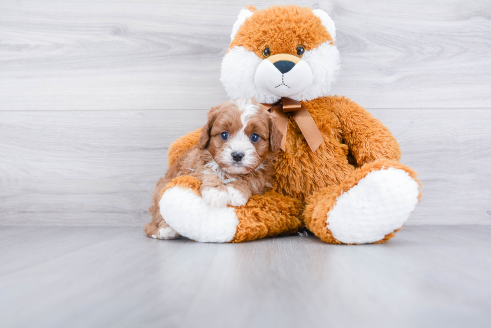 Best Cavapoo Baby