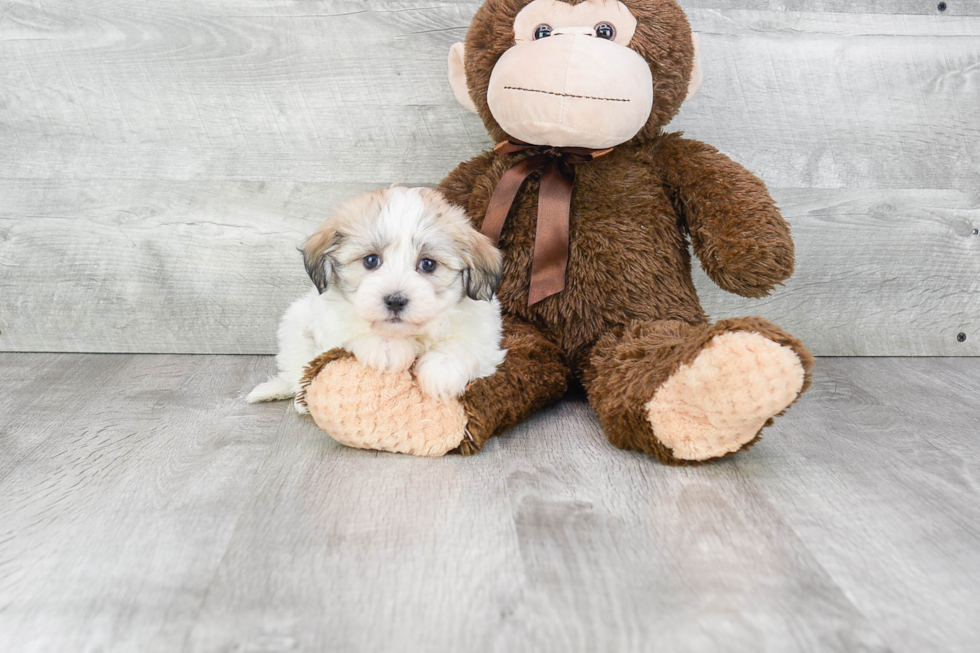 Best Havanese Baby