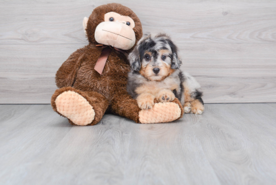 Mini Aussiedoodle Puppy for Adoption