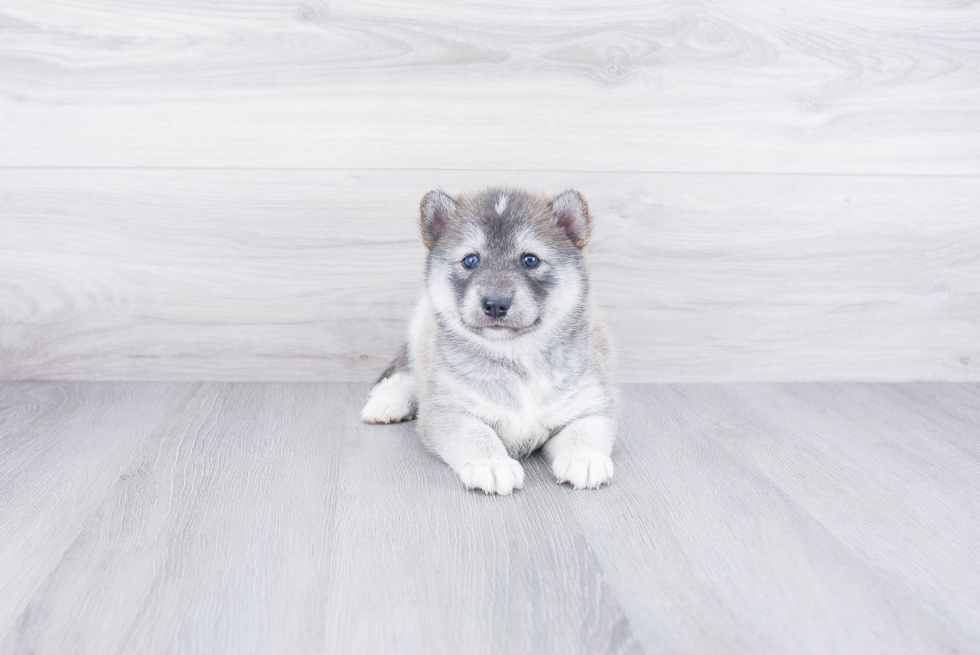 Sweet Pomsky Baby