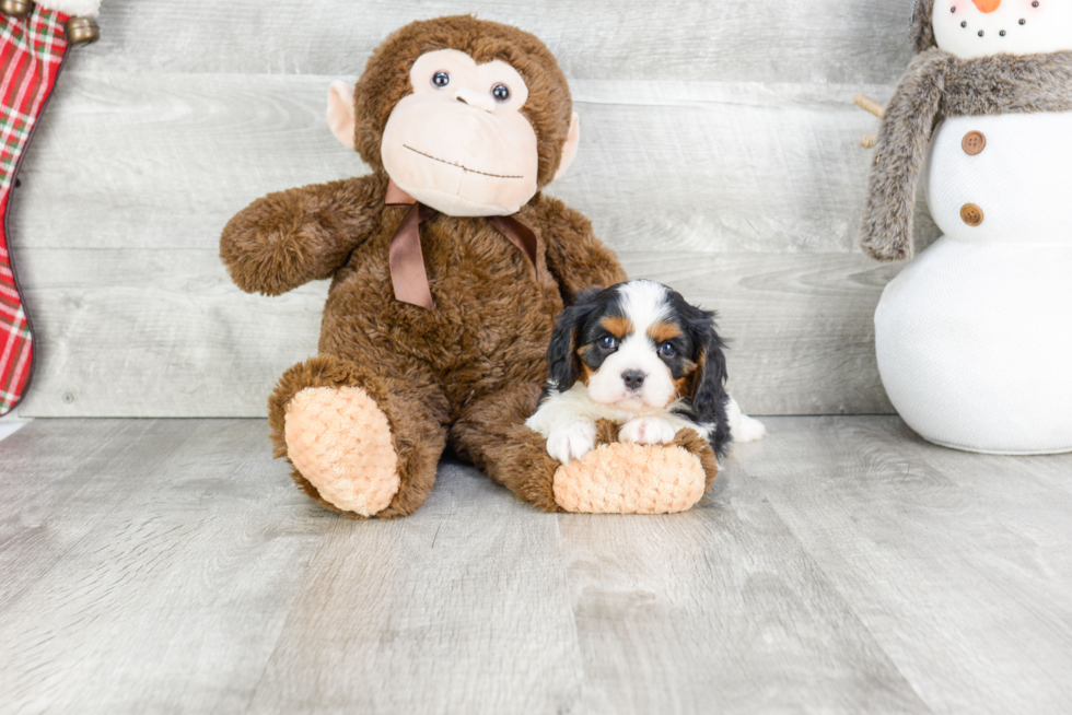 Petite Cavalier King Charles Spaniel Purebred Puppy