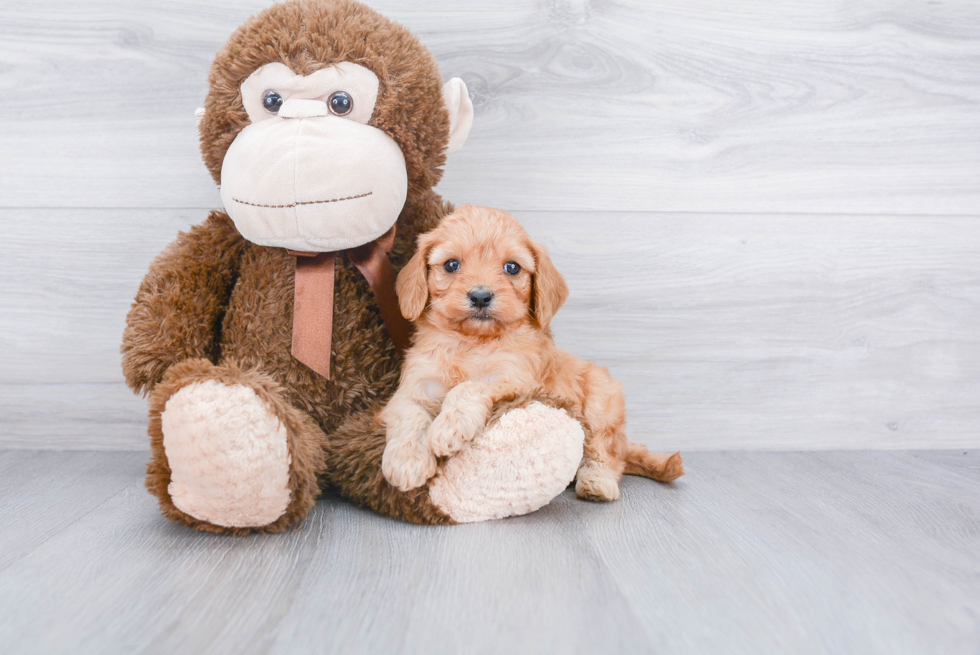 Smart Cavapoo Poodle Mix Pup