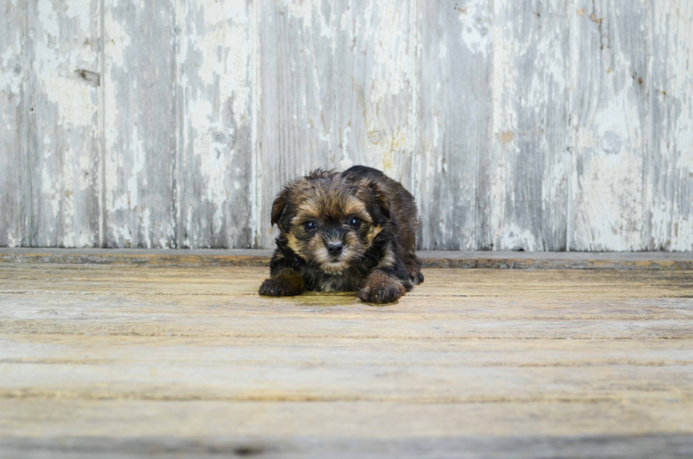 Petite Yorkie Poo Poodle Mix Pup