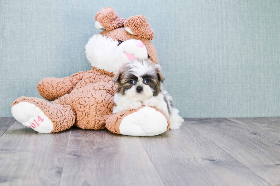 Happy Teddy Bear Baby