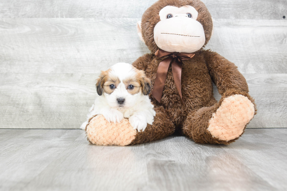 Friendly Teddy Bear Baby