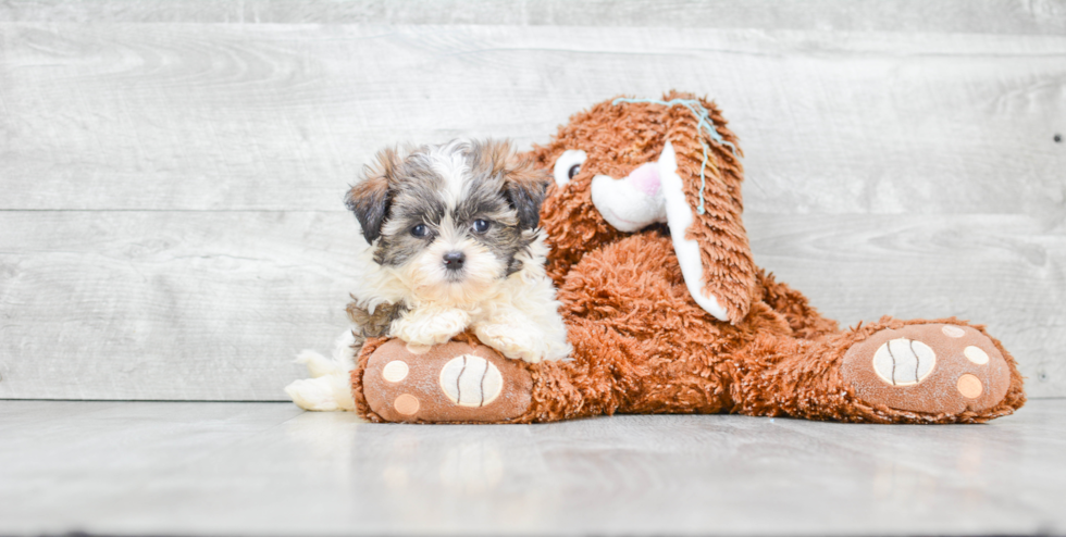 Smart Teddy Bear Designer Pup