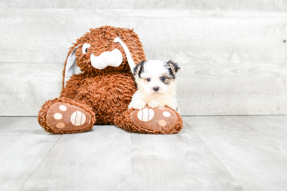 Energetic Yorkie Designer Puppy