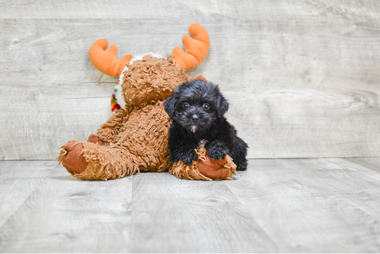 Yorkie Poo Pup Being Cute