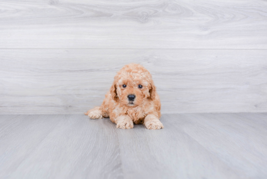 Best Mini Goldendoodle Baby