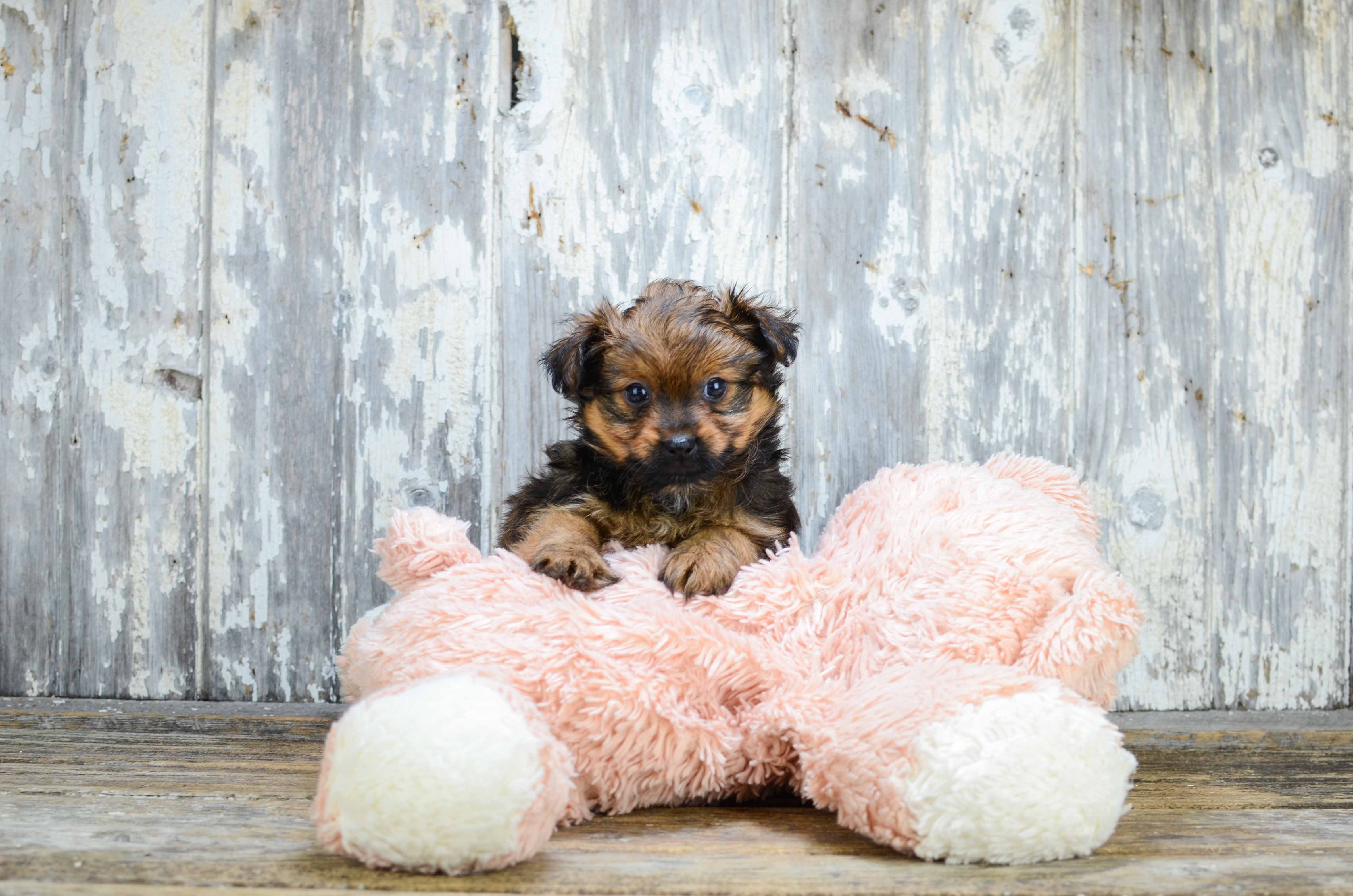 Yorkie pom orders puppies