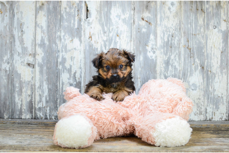 Cute Yorkie Pom Mix Pup