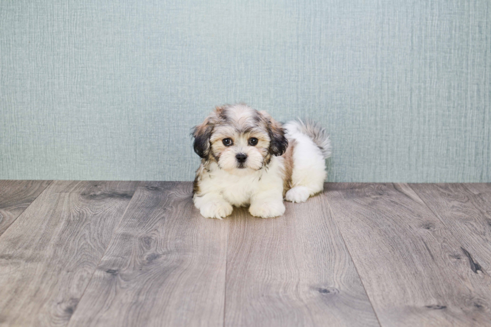 Playful Shichon Designer Puppy