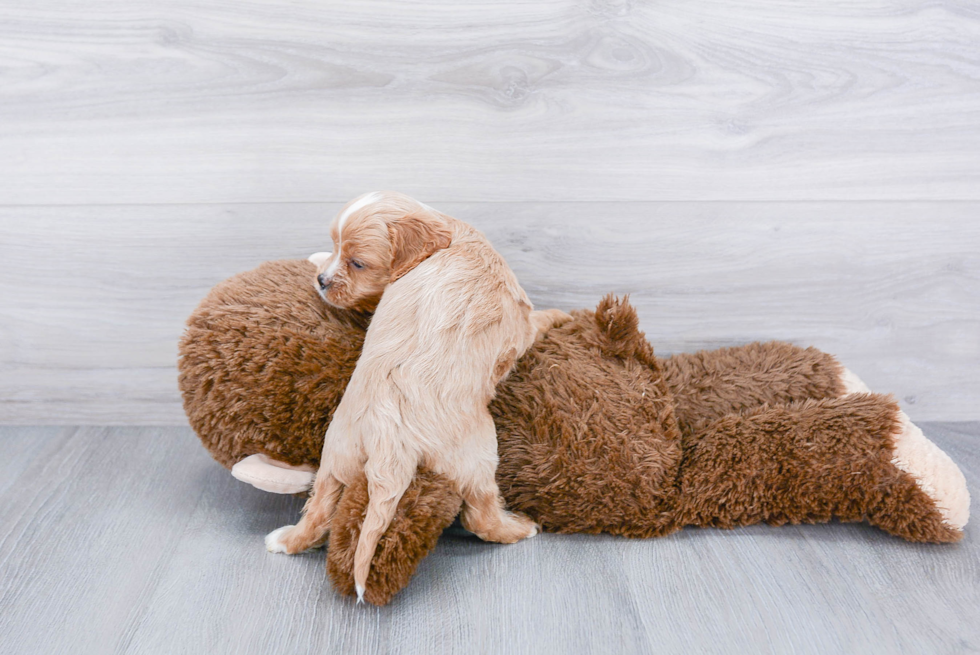 Fluffy Cavapoo Poodle Mix Pup