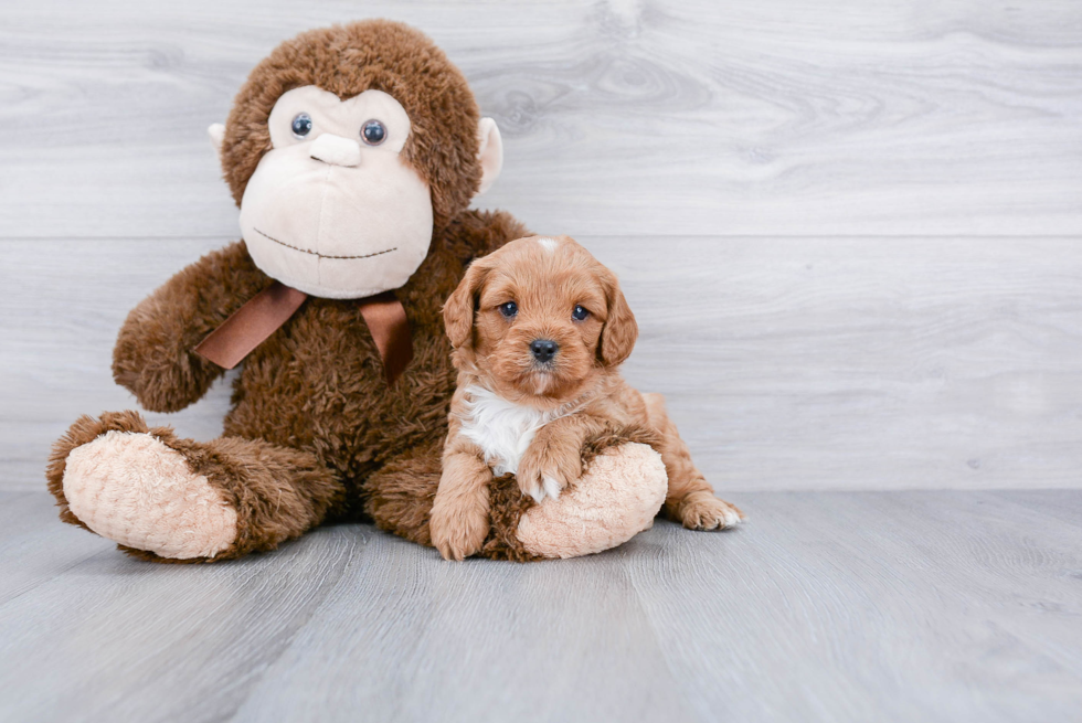 Fluffy Cavapoo Poodle Mix Pup