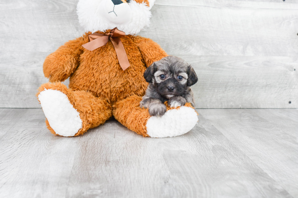 Havanese Pup Being Cute